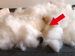 “3일 동안 빠진 사모예드 털, 고스란히 모았더니 이렇습니다”