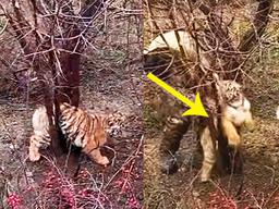 “살려줘어흥” 나무에 껴서 옴짝달싹 못 하던 호랑이의 결말