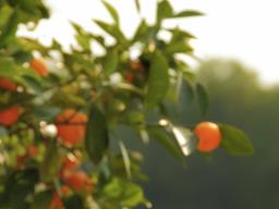 플로리다 오렌지주스, 면역력 높이는 <strong>홈</strong><strong>카페</strong>에 이용하세요