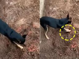 “여기 좀 봐보세요” 강아지가 주인 배신하고 저지른 일