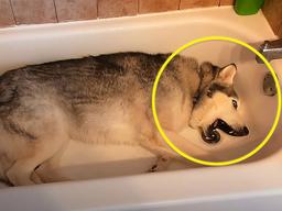 물 놀이하고픈 <strong>댕댕이</strong>가 내린 충격적 방법