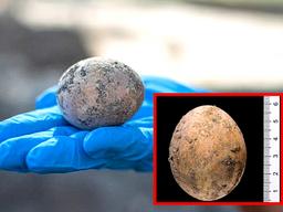 인분 속에 완벽 <strong>보존</strong>된 1000년 전 달걀, 이스라엘서 발굴