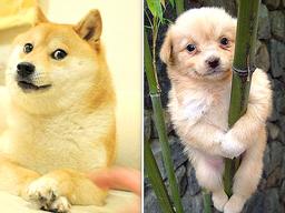 45억 최고가 팔린 도지 NFT…19년전 한국 '개죽이'는 0원, 왜