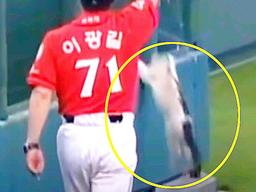 ‘생방송의 묘미’ <strong>야구</strong>장안으로 냥이 들어온 장면 포착되자…