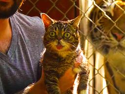 “눈 안 감긴다옹” 눈앞에서 <strong>호랑이</strong> 처음 본 냥이의 현실 반응