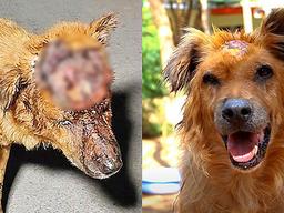 ‘두개골 반이 사라진 상태’로 <strong>구조</strong>된 댕댕이에게 일어난 기적