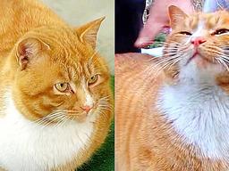 처음으로 누군가가 내밀어 준 손에 <strong>울음</strong>을 터트린 고양이