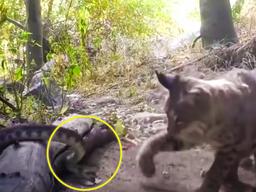 위협적인 <strong>독사</strong> 쓰러트린 귀여운 외모의 정체