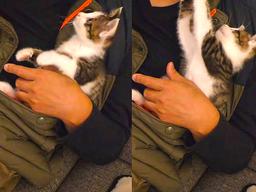 아빠와 함께 TV 보던 <strong>아기</strong> 고양이가 한 다음 행동