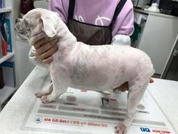 “귀엽다고 방심하면 안돼요!” 반려동물 체중관리법