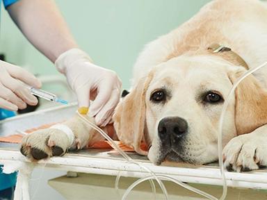 ‘강아지에게도 혈액형이 있을까?’ 반려견 혈액형을 알아야 되는 이유