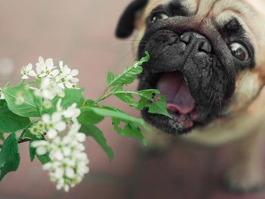 심하면 호흡관란까지, 반려동물이 먹으면 안되는 식물 5가지