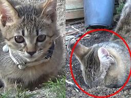 고양이 한 마리가 갑자기 엄청난 기세로 구덩이를 파기 시작했습니다.