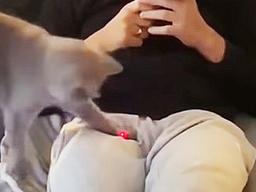 ‘잡히기만 해봐냥’ <strong>레이저</strong> 사냥하는 고양이의 남다른 자세