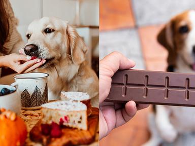 반려인들은 주목, 강아지가 먹으면 안되는 음식 5가지