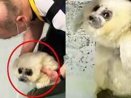 ‘겁먹은 <strong>표정</strong>’ 생애 처음으로 수영앞둔 아기 물범의 모습