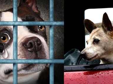 초보 반려인들이 알아야 할 강아지에게 절대 하면 안되는 5가지