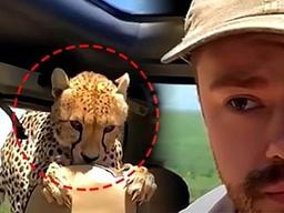 ‘내 차 뒷자석에….’ <strong>사파리</strong> 관광 시 조심해야 한다는 ‘이것’