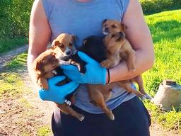 강아지 한 마리 구조하러 갔더니… 몰려온 무리의 정체