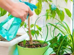 식물의 잎에 벌레가 나타났다면?! <strong>해충</strong> 대처 방법 알아보기.