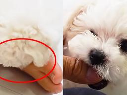 자꾸 손가락 무는 댕댕이때문에 결국 집사가 한 선택