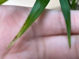 테이블야자 잎이 노랗게 변해간다면? (수경/토양) 이렇게 관리할 수 있어요.