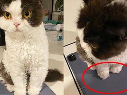 ‘저기 그거 <strong>내</strong> 건데…’ 고양이에게 <strong>아이</strong>패드 뺏긴 걸그룹 집사의 반응