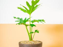 갈변된 잎과 성장에 대한 궁금증! 셀렘 건강하게 관리하기