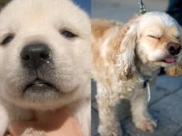 갑자기 눈물, <strong>콧물</strong> 흘리는 강아지 발견하면 꼭 확인해야 할 사항