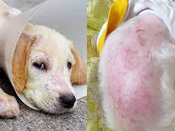 여름이면 피할 수 없는 강아지들의 대표적인 피부병 ‘농피증’ 뭐길래 이렇게 고통받을까
