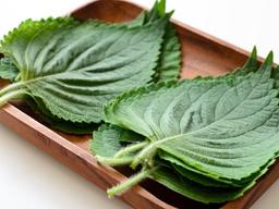 깻잎 <strong>수출</strong>이 기대되는 이유