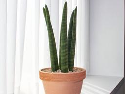 원통형의 독특한 모습을 가진 식물, 스투키 키우기