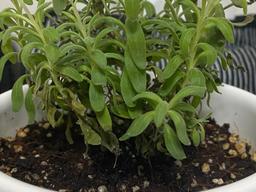 <strong>라벤더</strong> 안쪽 잎이 말라간다면? 이렇게 관리할 수 있어요.