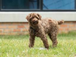 환절기 노령견 <strong>건강 관리</strong>, 어떻게 해야 할까