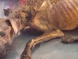 뼈만 남은 채 ‘<strong>미라</strong>’가 되어가던 강아지에게 다가가 여성이 한 행동