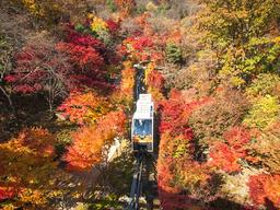 울긋불긋 단풍 옷 입은 숲에서 가을을 만나다