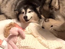 “우리가 지켜줄게” 아가 집사 <strong>보디가드</strong> 하겠다고 나선 허스키 형아들