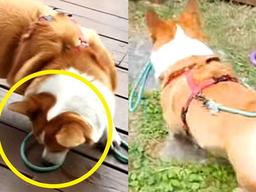 집사가 산책 안 시켜주자 ‘개삐진’ 웰시코기, 결국…