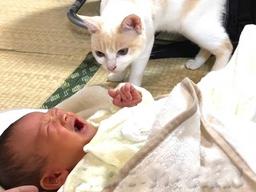 걸음마도 못 뗀 <strong>아기</strong> 집사 옆에 딱 달라붙어 지켜준 ‘천사’ 냥이