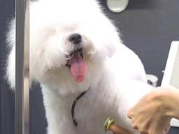 머털도사 비주얼 자랑하던 댕댕이, 미용사 <strong>손길</strong>에 얌전하더니…