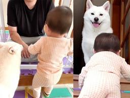 “위험하다개” 계단 오르는 아기 보자 시바 댕댕이가 보인 행동