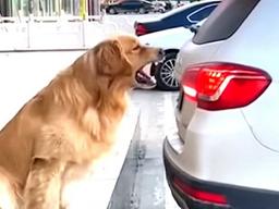 “옵션 필요 없다개” 주차하는 집사 도와주는 ‘후방카메라’ 댕댕이.gif