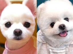 “<strong>성형</strong> 시킨 거 아니냐?” 댕댕이 <strong>성형</strong>설에 집사가 공개한 진실