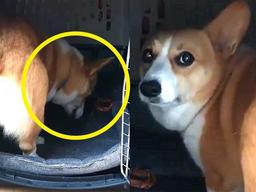 <strong>간식</strong> 숨기려는데 집사가 따라다니자 눈으로 쌍욕(?)하는 웰시코기