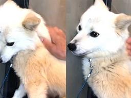 사람 물던 사나운 들개 <strong>구조</strong>해 입양했더니, 이렇게 변했습니다