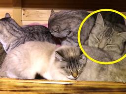 ‘냥글냥글’ 온돌 처음 맛본 산골짜기 냥이들의 표정.gif