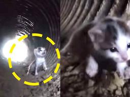 물 차오르는 하수도에 홀로 남아 <strong>엄마</strong> 찾던 ‘아기 고양이’의 현재