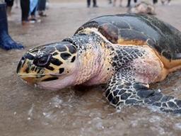 ‘바다거북 고기’ 함부로 먹으면 안 되는 이유