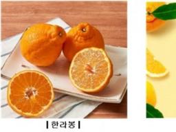 홍콩 언론 "제철 뚜렷한 한국 과일 즐겨라"
