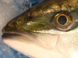 '겨울 별미' 방어, 고소한 기름맛 안난다 했더니…'<strong>부시리</strong>'였다